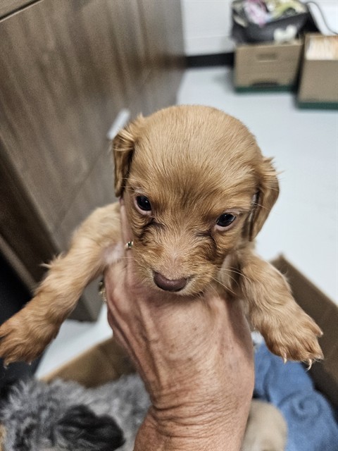 Adoptable Dog