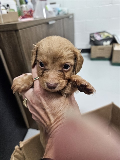 Adoptable Dog