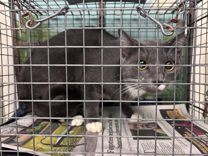 Adoptable Cat