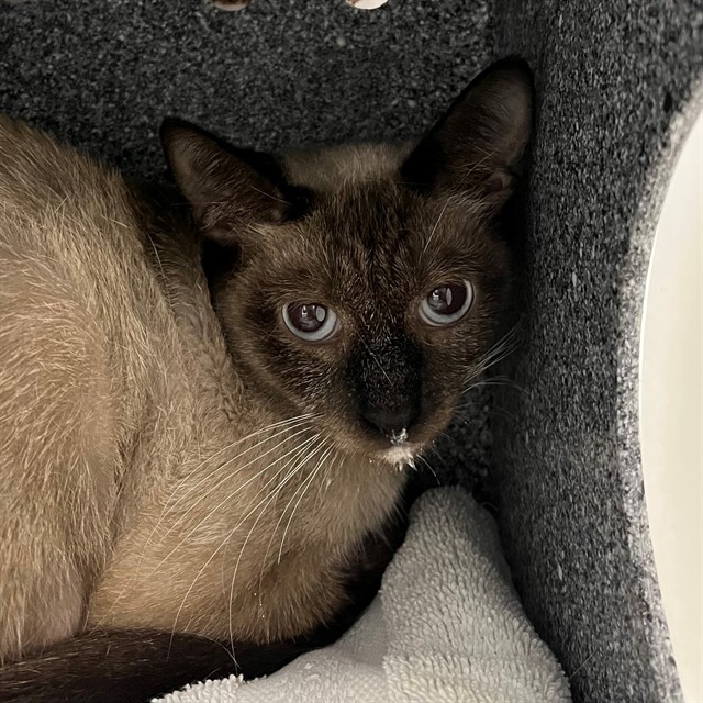 Cocoa