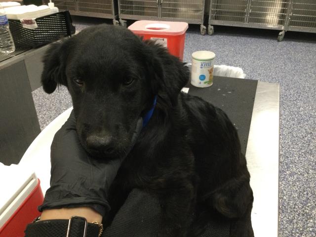 Adoptable Dog