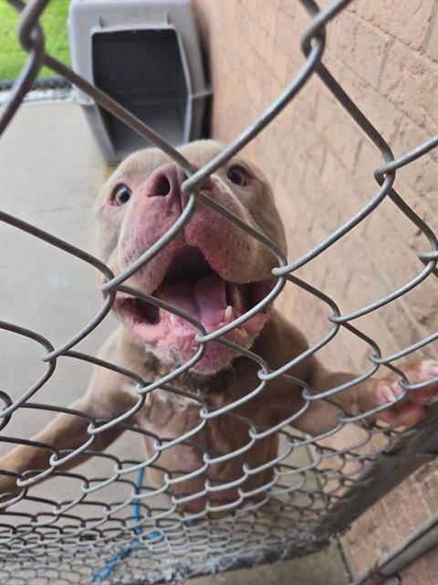 Capone