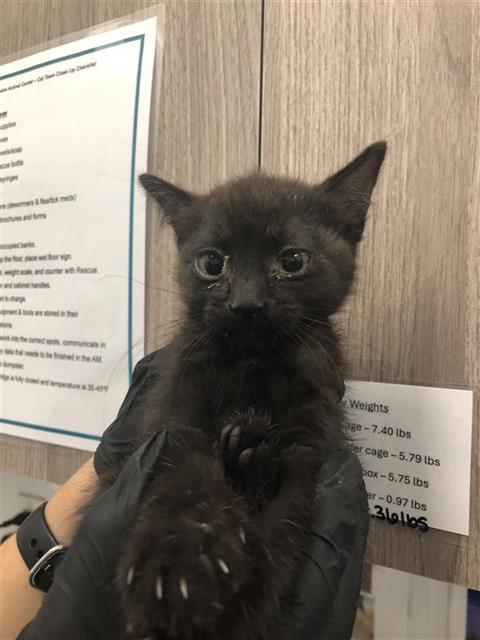 Adoptable Cat