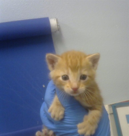 Weasley