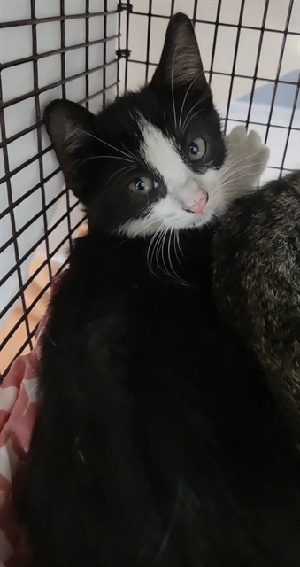 Adoptable Cat