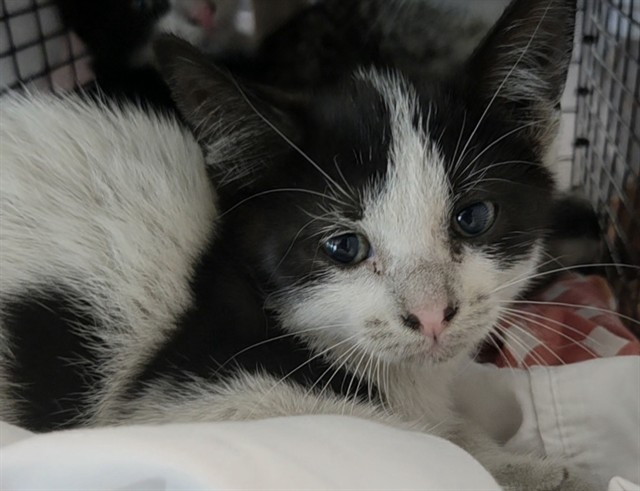Adoptable Cat