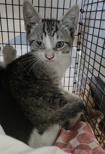 Adoptable Cat