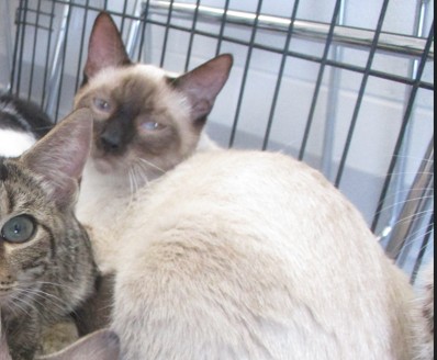 Adoptable Cat