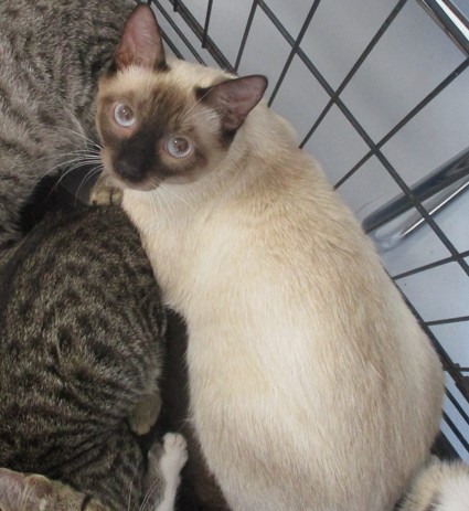 Adoptable Cat