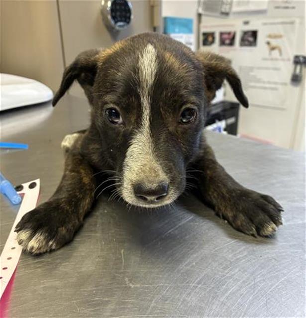 Adoptable Dog