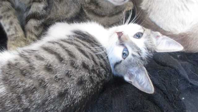 Adoptable Cat