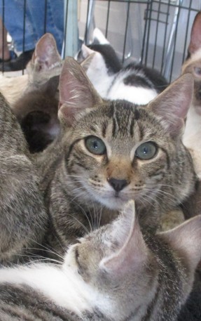 Adoptable Cat