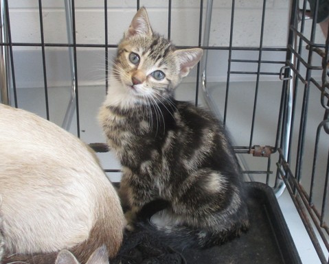 Adoptable Cat