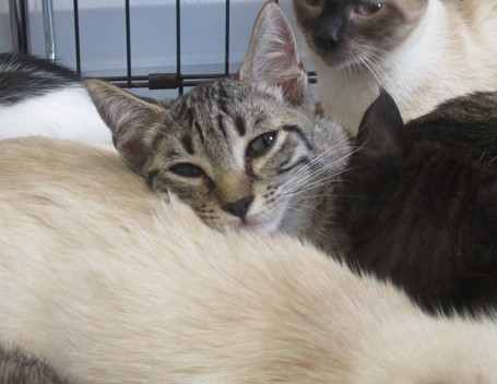 Adoptable Cat