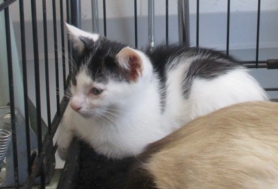 Adoptable Cat