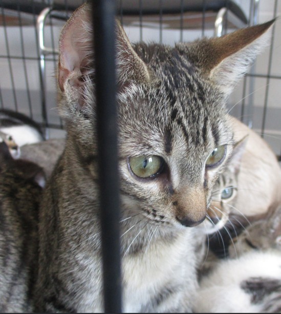 Adoptable Cat