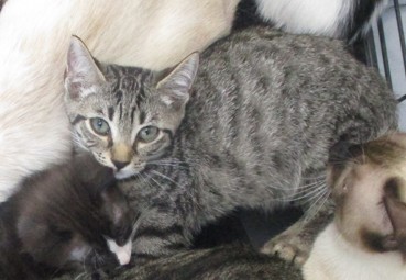 Adoptable Cat