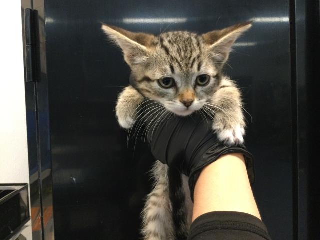 Adoptable Cat