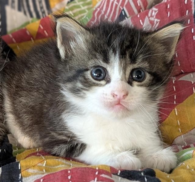 Mochi