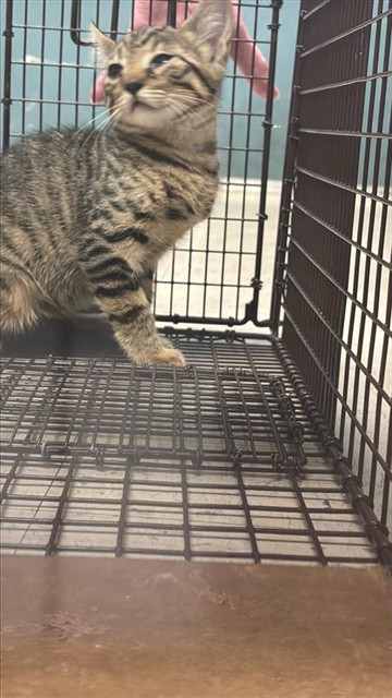 Adoptable Cat