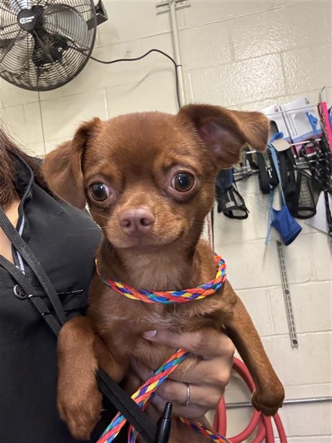 Adoptable Dog