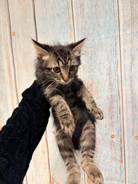 Atticus