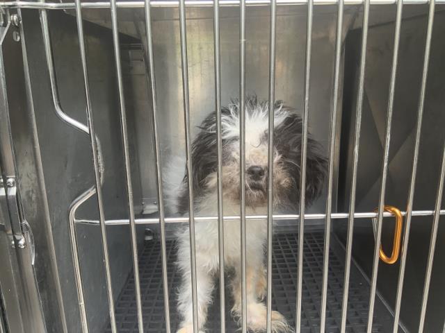 Adoptable Dog