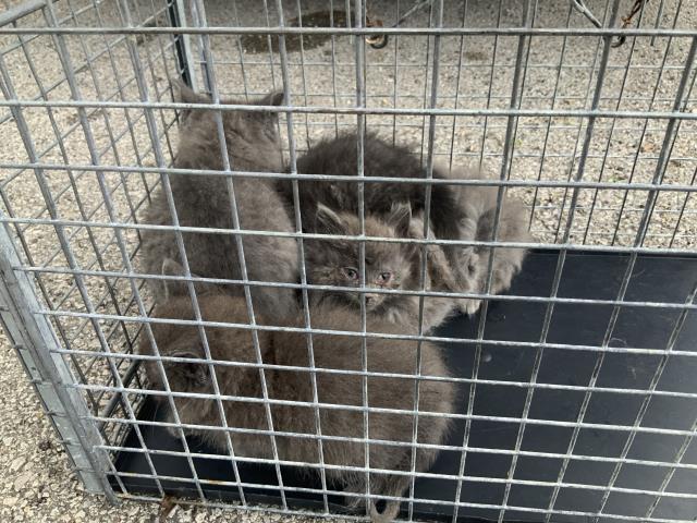 Adoptable Cat