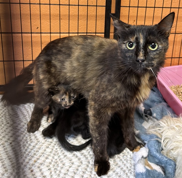 Adoptable Cat