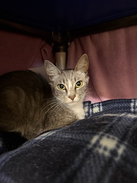Catniss Everbean