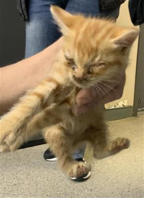 Adoptable Cat