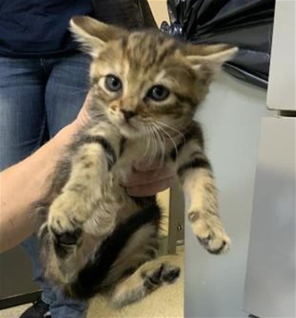 Adoptable Cat