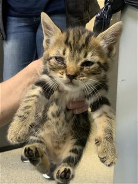 Adoptable Cat
