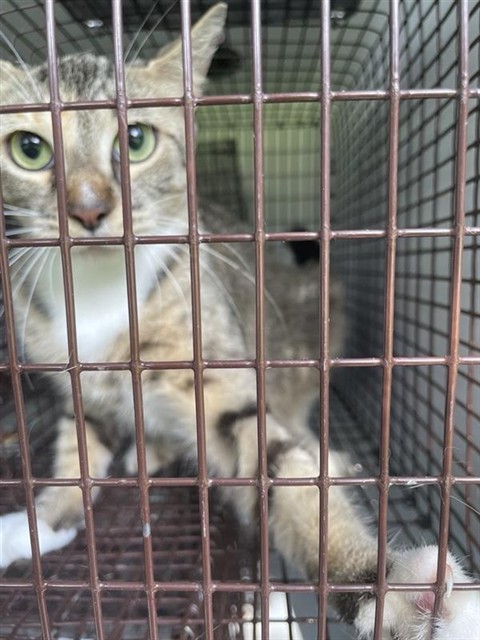 Adoptable Cat