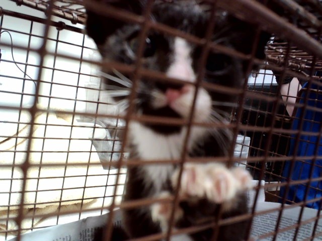 Adoptable Cat
