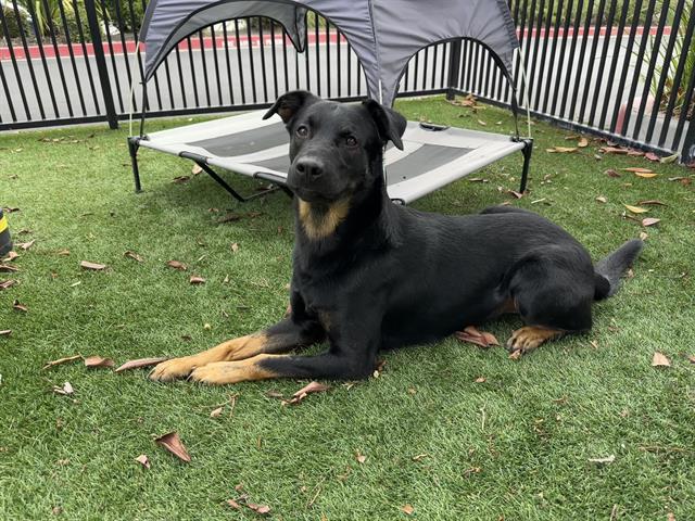Watson