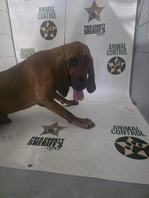 Mcgruff