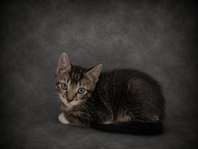 Grimm