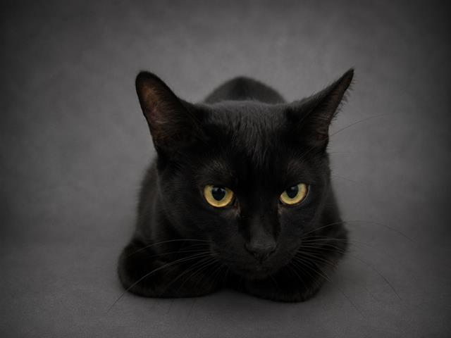 Rufus