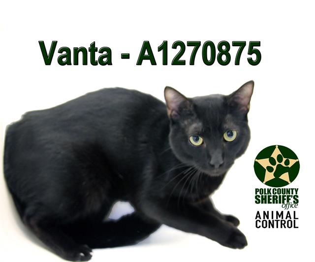 Vanta