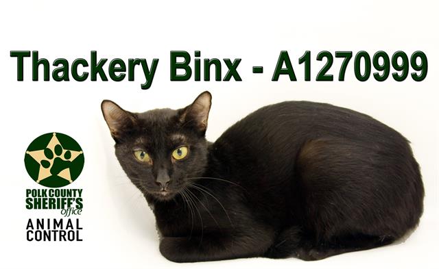 Thackery Binx