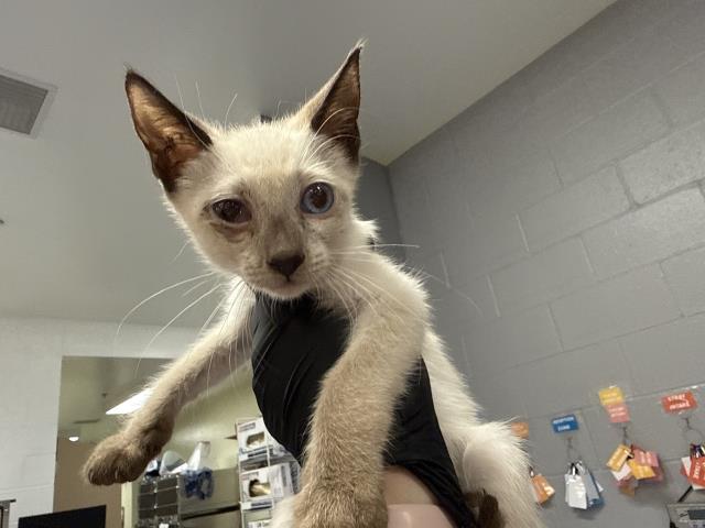 Adoptable Cat