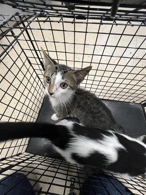 Adoptable Cat