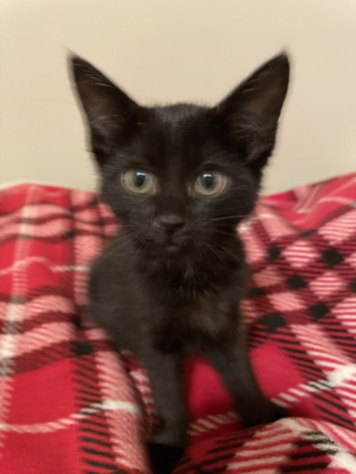 Yoda
