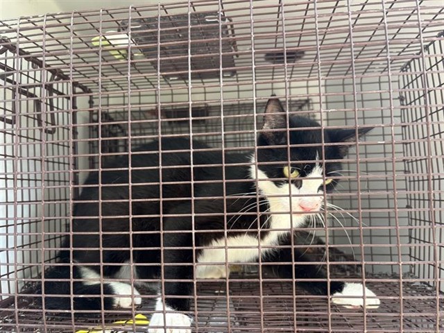 Adoptable Cat