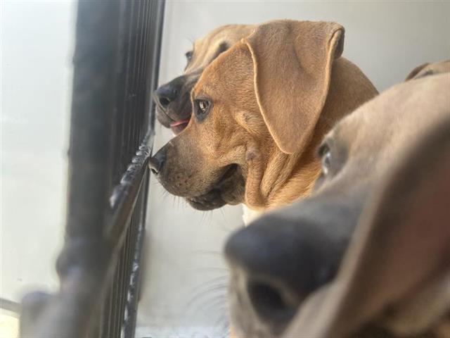 Adoptable Dog