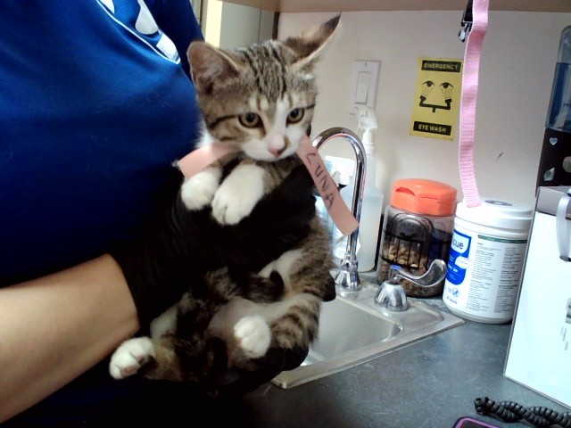 Adoptable Cat