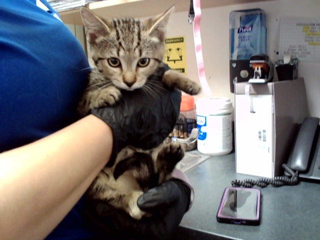 Adoptable Cat