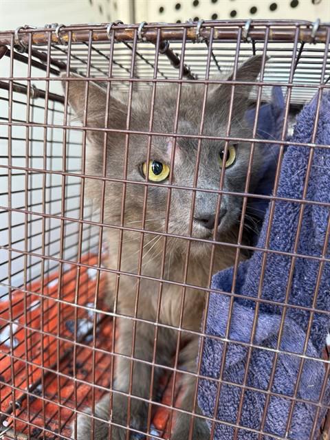 Adoptable Cat