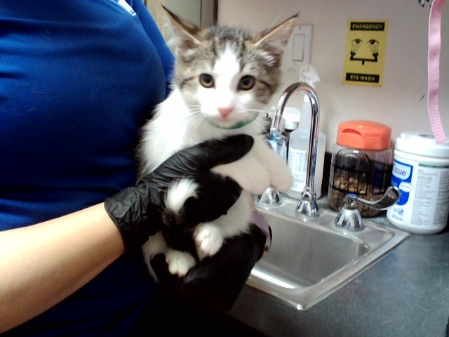 Adoptable Cat